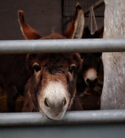 Heads Of Ayr Farm Park
