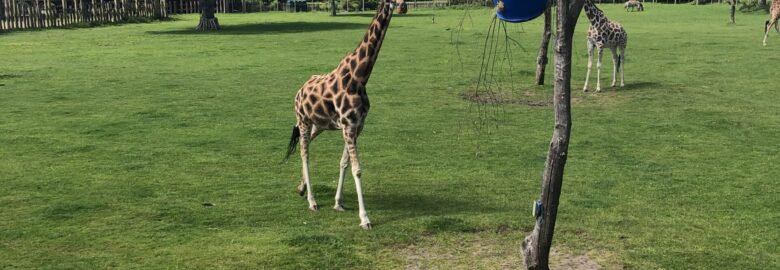 Blair Drummond Safari and Adventure Park