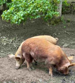 National Museum of Rural Life