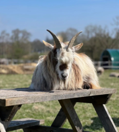 Harmony Fields Animal Sanctuary