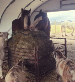 Harmony Fields Animal Sanctuary