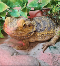 Calderglen Country Park & Zoo