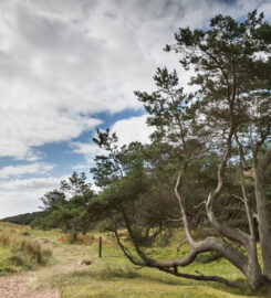 Tentsmuir forest and beach