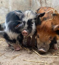 Charleton Fruit Farm