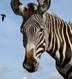 Fife Zoo